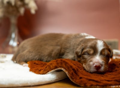 Les chiots de Berger Australien