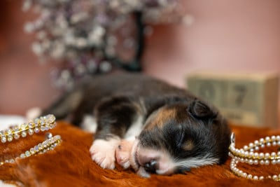 Les chiots de Berger Australien
