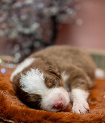 Les chiots de Berger Australien