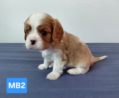 Les chiots de Cavalier King Charles Spaniel