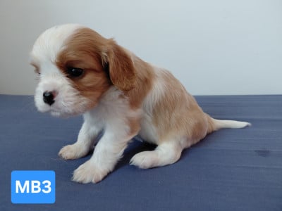 Les chiots de Cavalier King Charles Spaniel