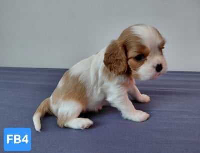 Les chiots de Cavalier King Charles Spaniel
