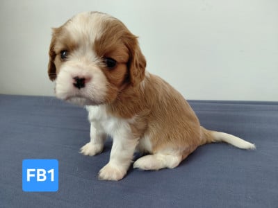 Les chiots de Cavalier King Charles Spaniel