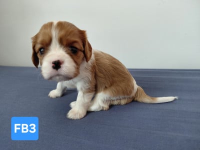 Les chiots de Cavalier King Charles Spaniel