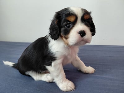 Les chiots de Cavalier King Charles Spaniel