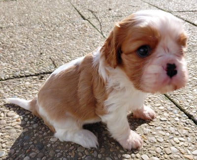 Les chiots de Cavalier King Charles Spaniel