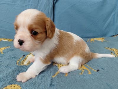 Cavalier King Charles Spaniel