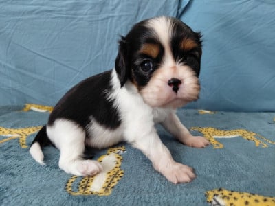 FT1 - Cavalier King Charles Spaniel