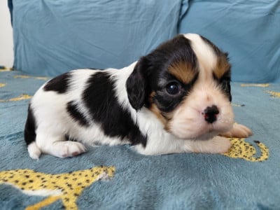 FT2 - Cavalier King Charles Spaniel