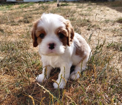 Les chiots de Cavalier King Charles Spaniel