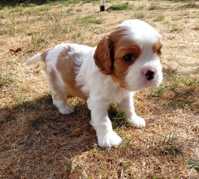 Les chiots de Cavalier King Charles Spaniel