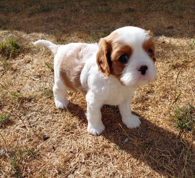 Les chiots de Cavalier King Charles Spaniel