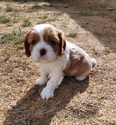 Les chiots de Cavalier King Charles Spaniel
