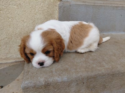 Les chiots de Cavalier King Charles Spaniel