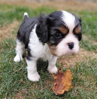 Cavalier King Charles Spaniel