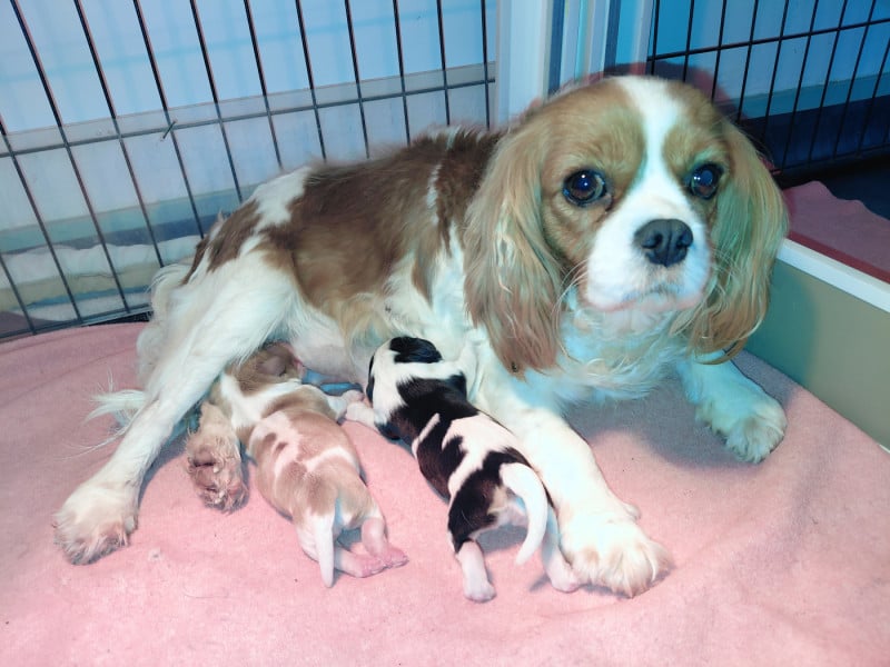 Cavalier King Charles Spaniel - De La Horde Royale