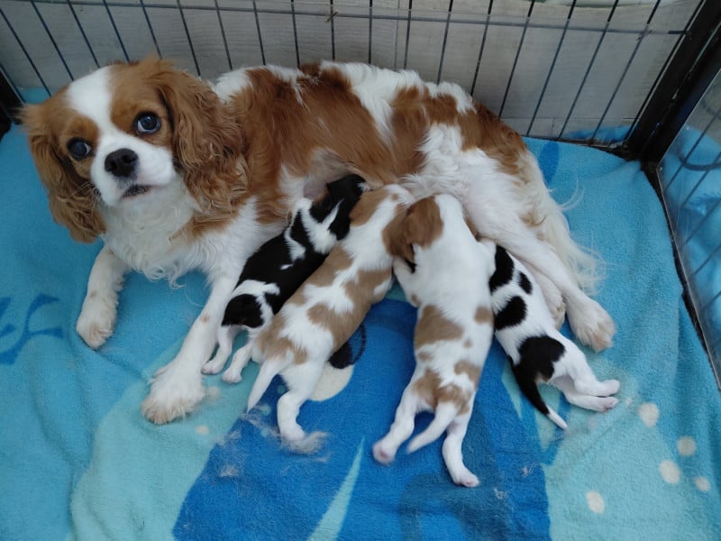 Cavalier King Charles Spaniel - De La Horde Royale