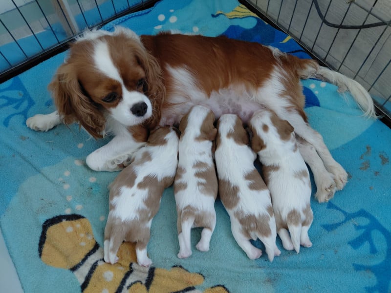 Cavalier King Charles Spaniel - De La Horde Royale