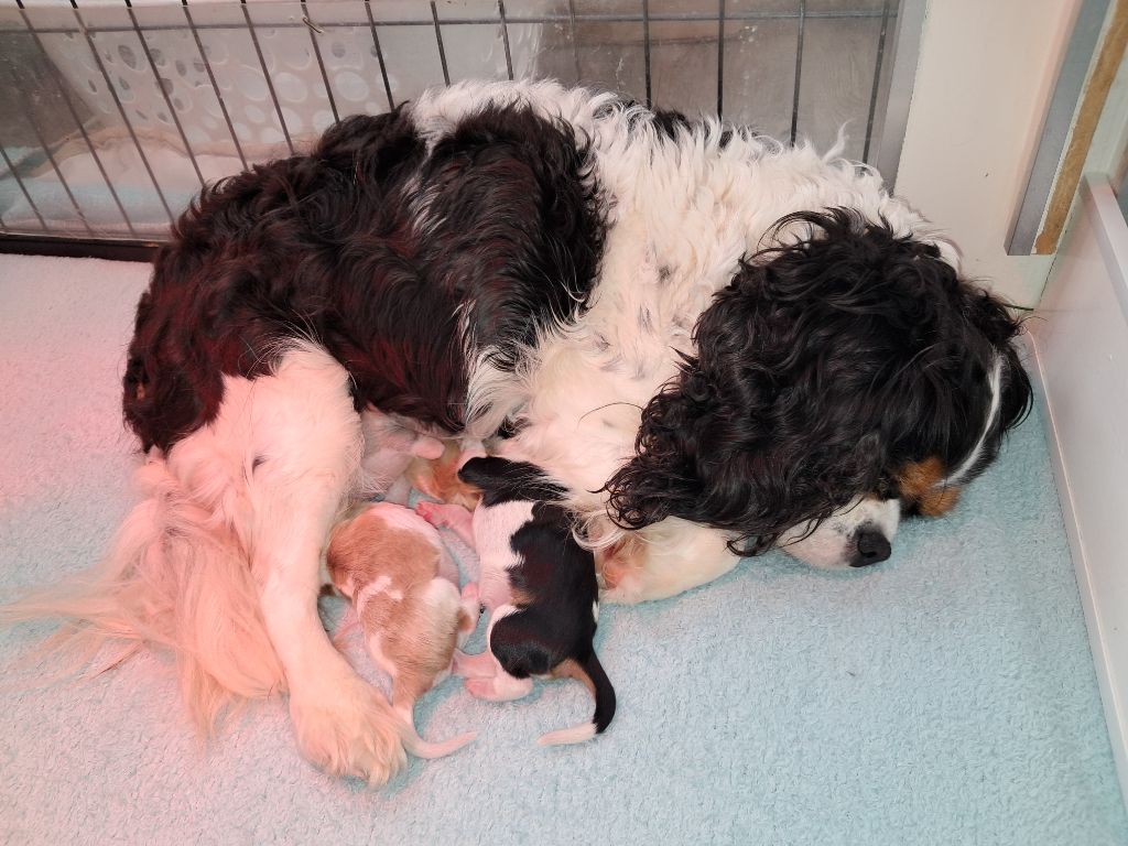 Cavalier King Charles Spaniel - De La Horde Royale