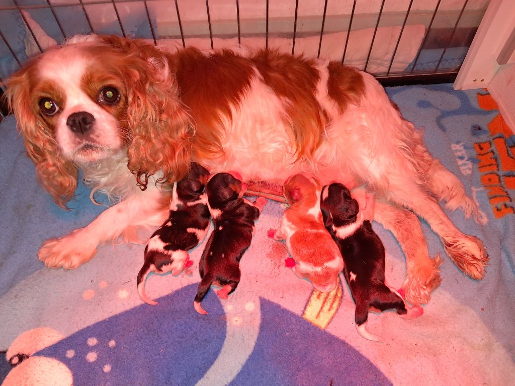 Cavalier King Charles Spaniel - De La Horde Royale