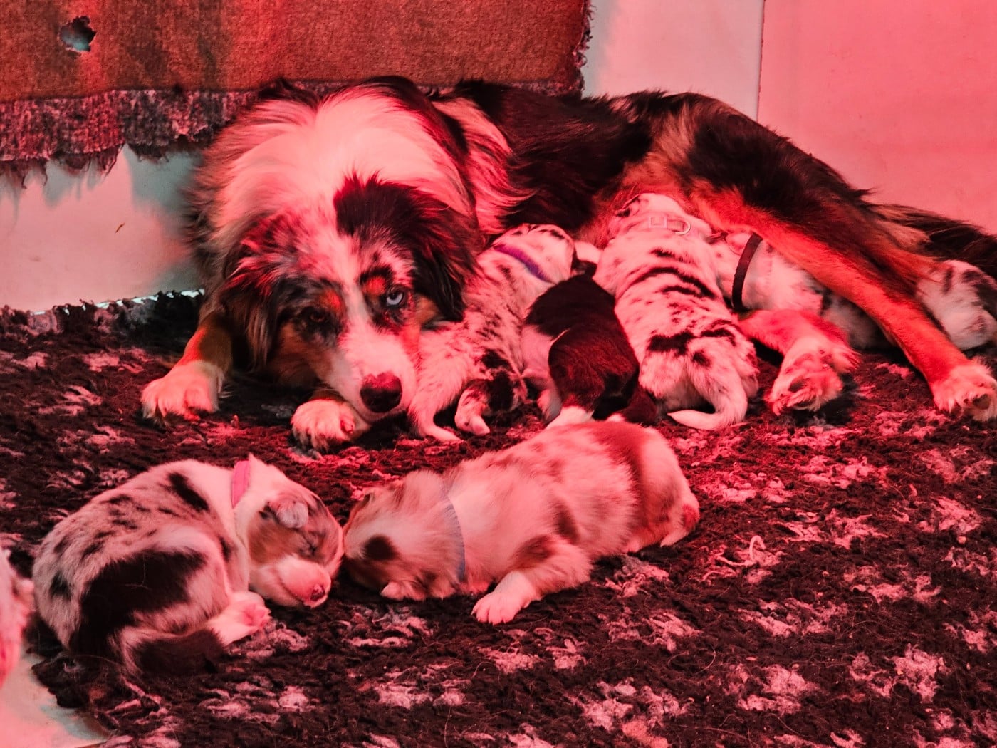 Berger Australien - White Snow Sheperds