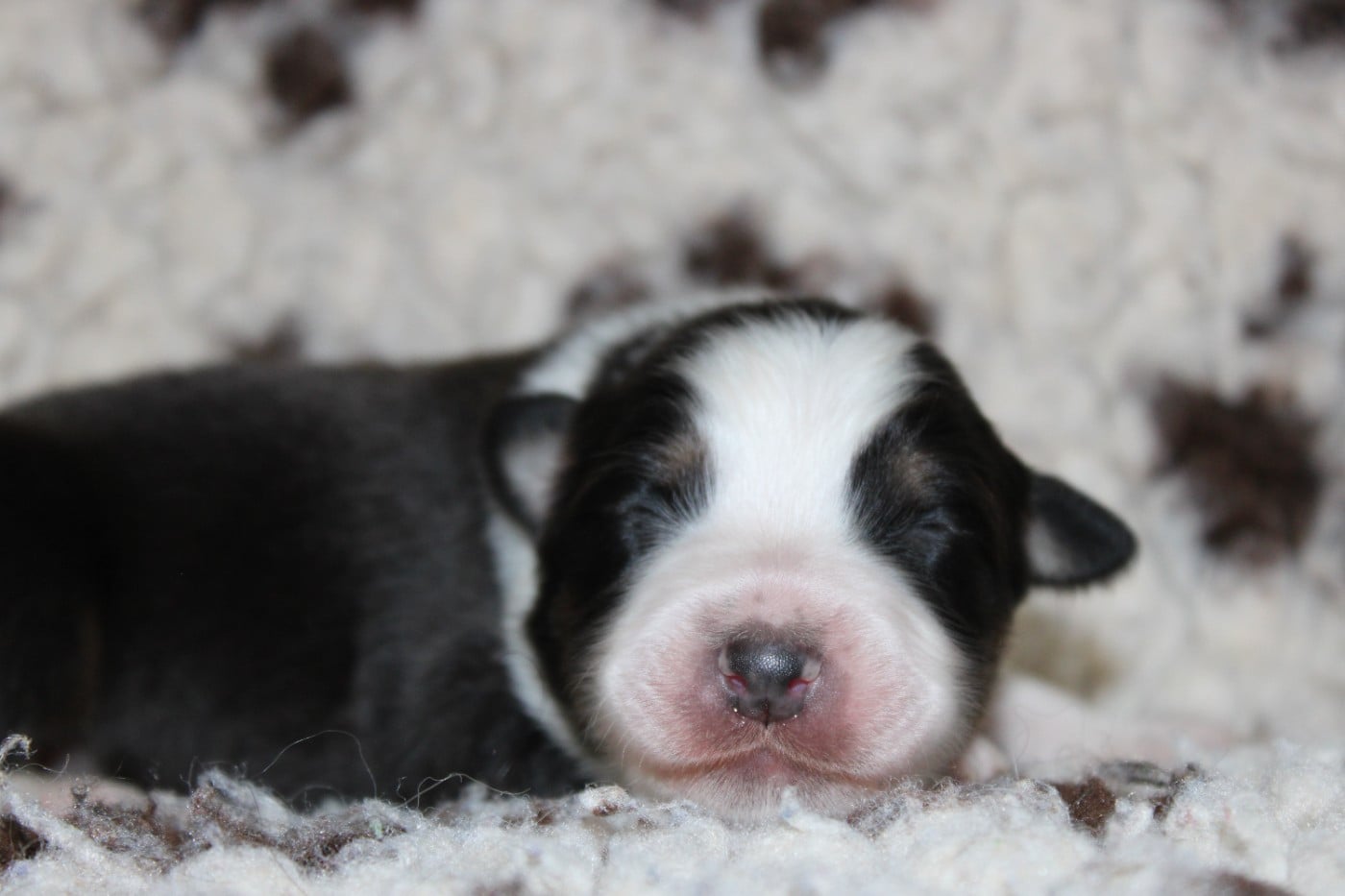 Berger Australien - White Snow Sheperds