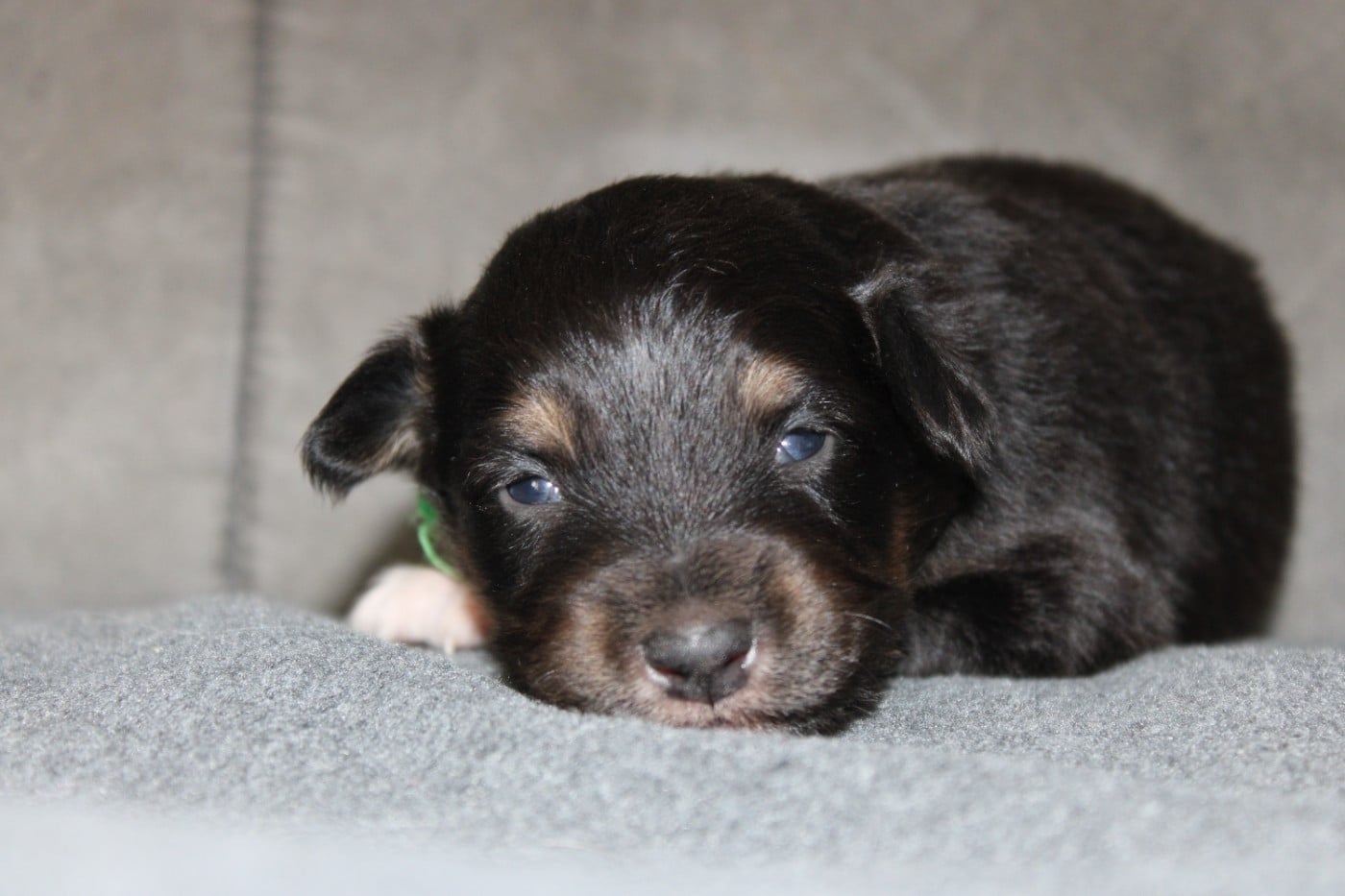 Berger Australien - White Snow Sheperds