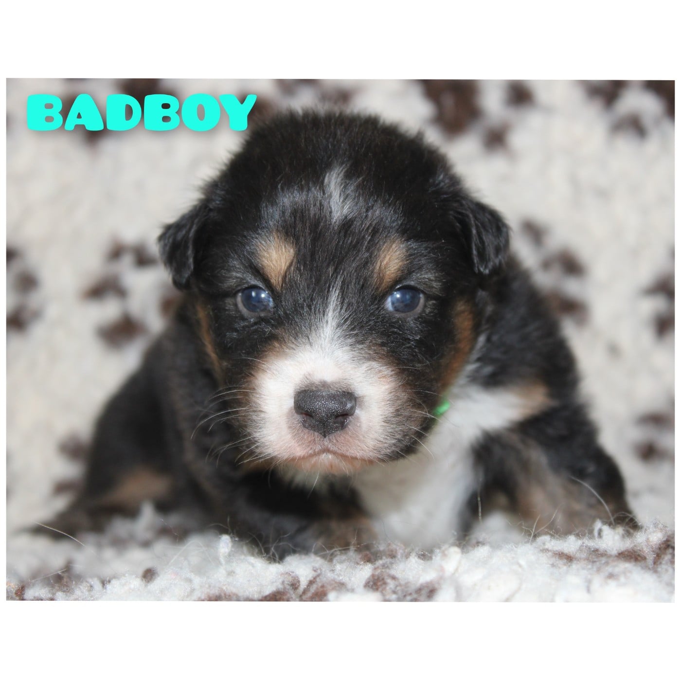 Badboy - Berger Australien