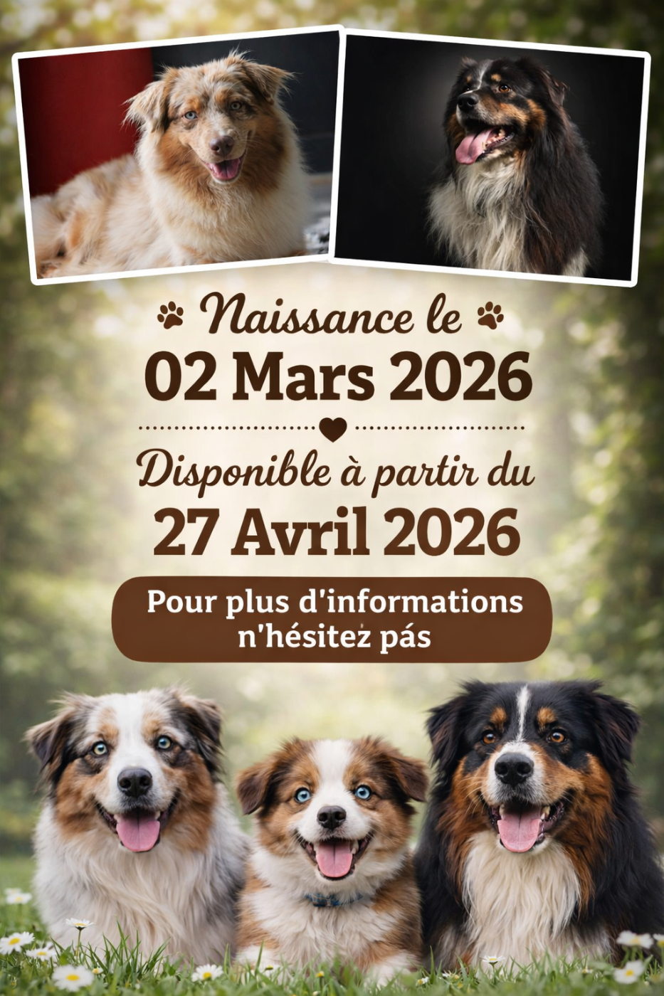 Berger Australien - White Snow Sheperds