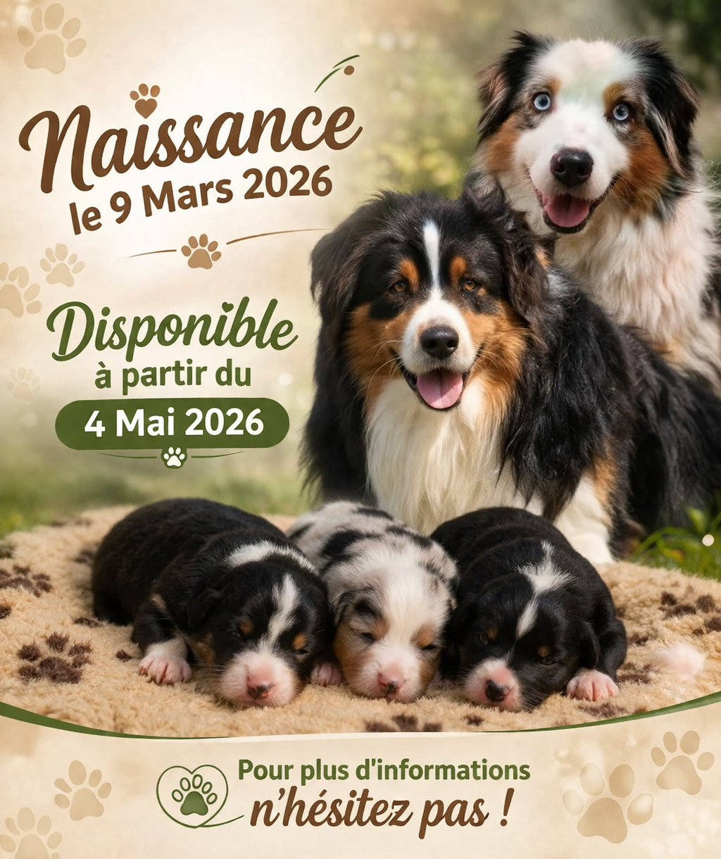 Berger Australien - White Snow Sheperds