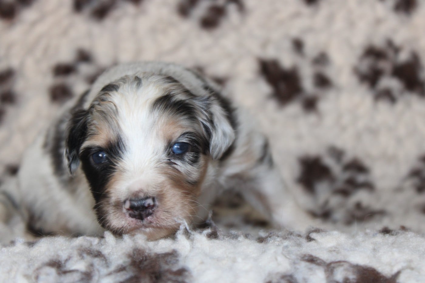 Berger Australien - White Snow Sheperds