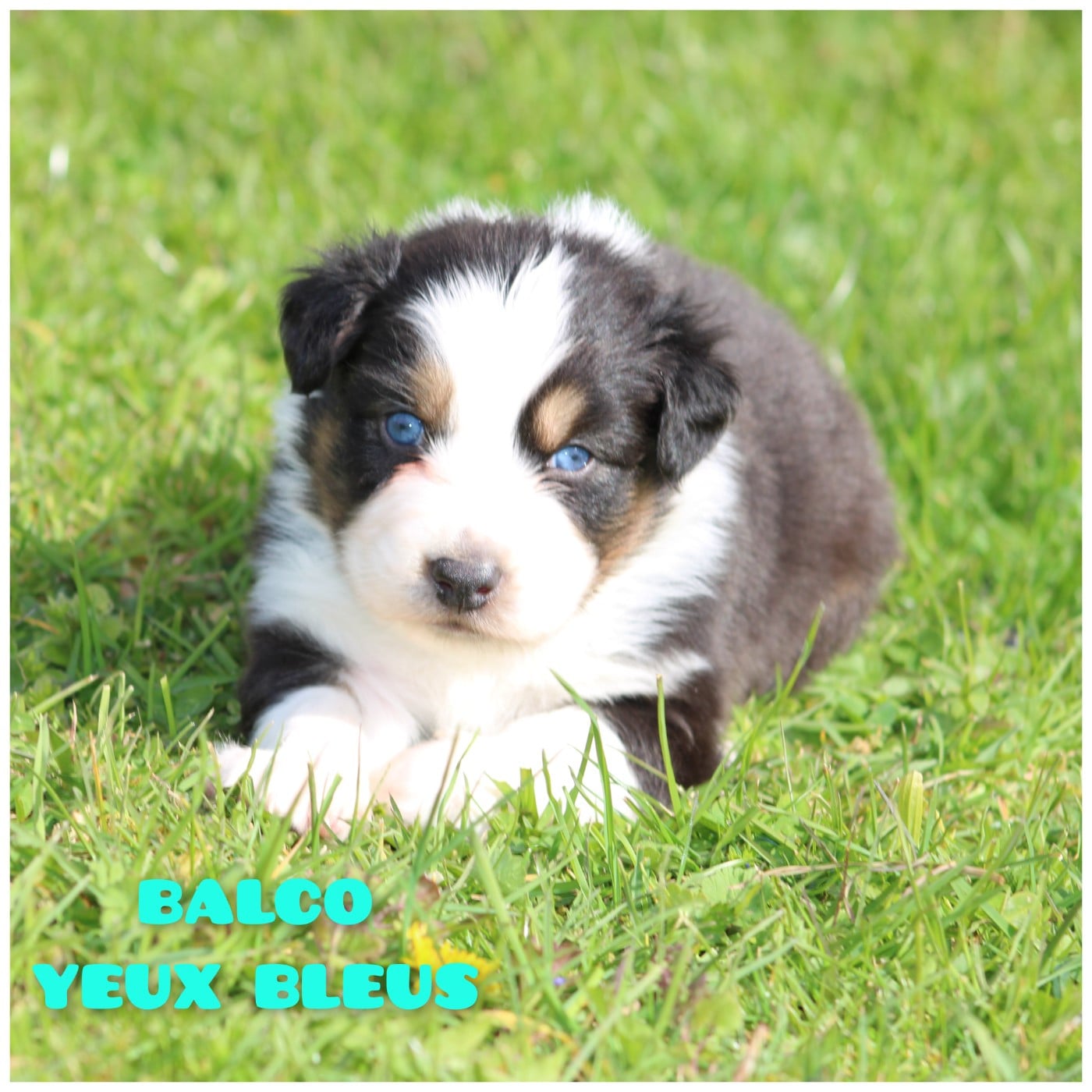 Berger Australien - White Snow Sheperds