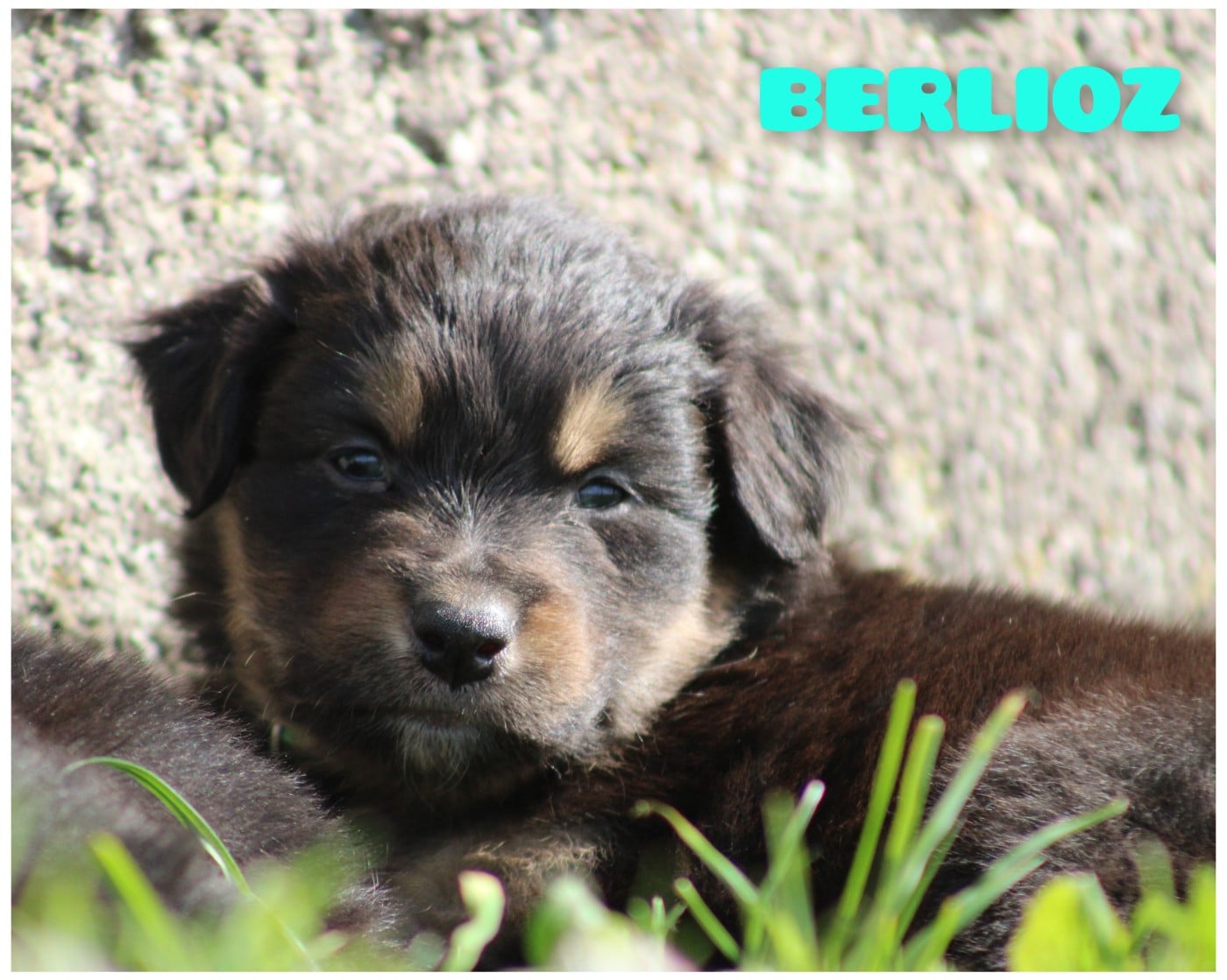 Berger Australien - White Snow Sheperds