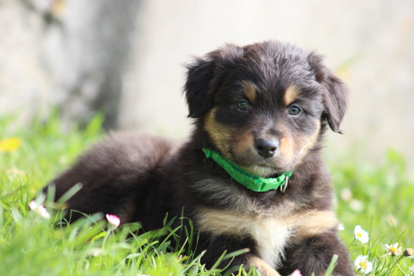 Berger Australien - White Snow Sheperds