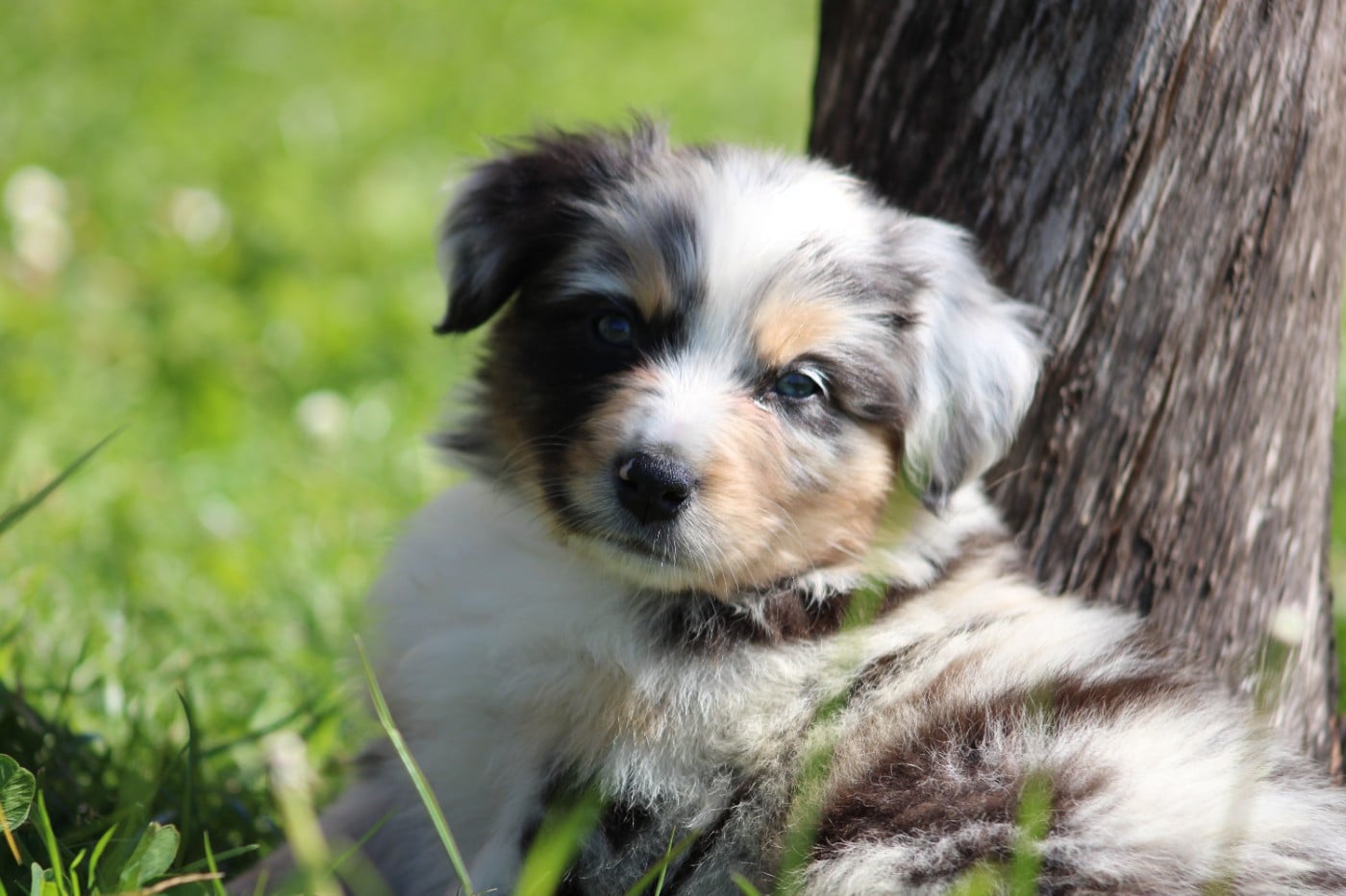 Berger Australien - White Snow Sheperds