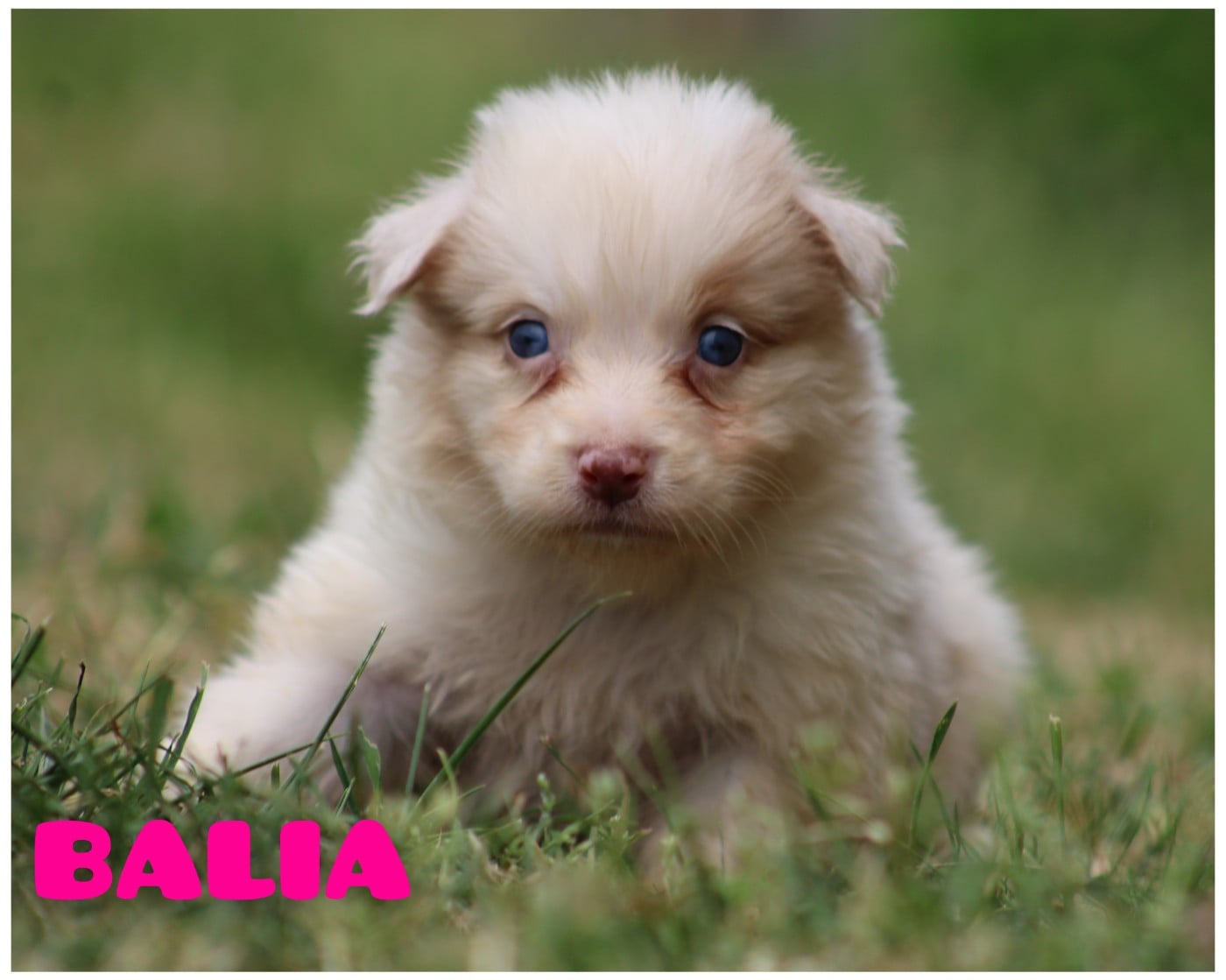 Balia - Berger Australien