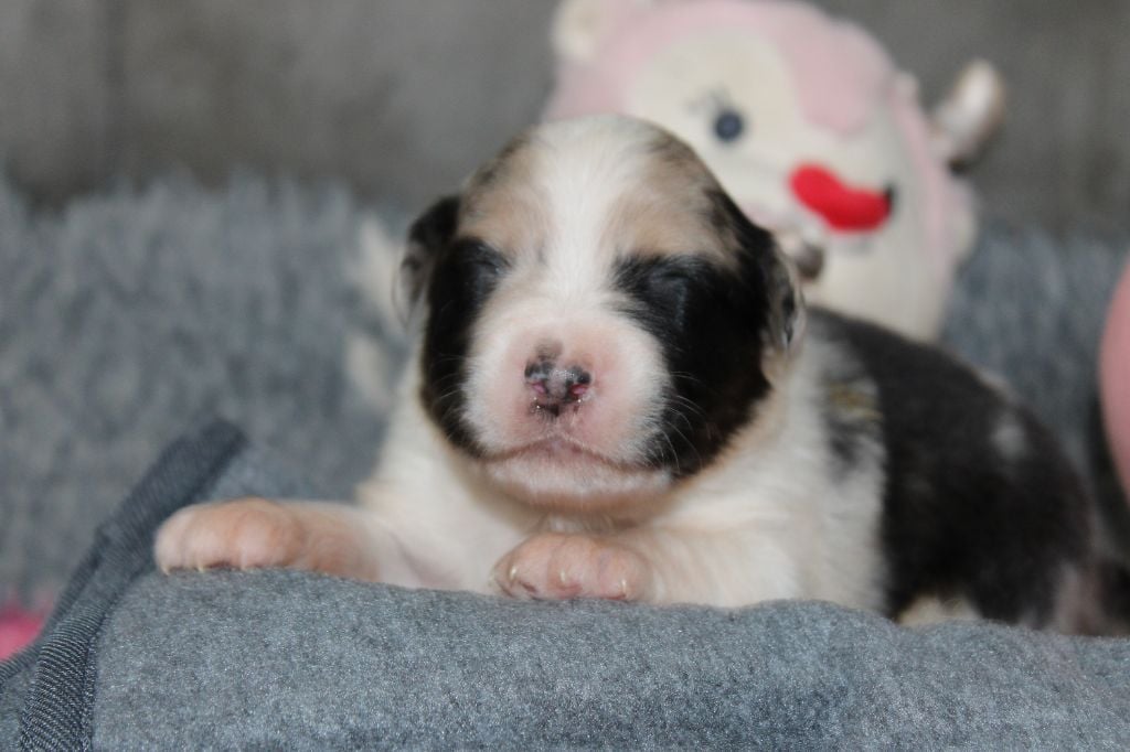 Berger Australien - White Snow Sheperds