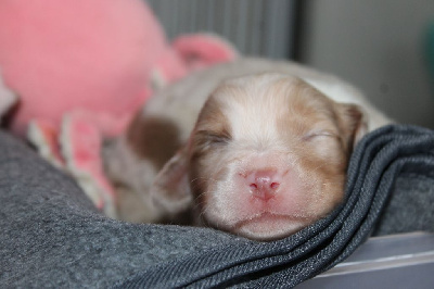 Les chiots de Berger Australien