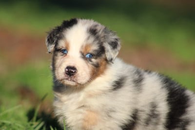 Les chiots de Berger Australien