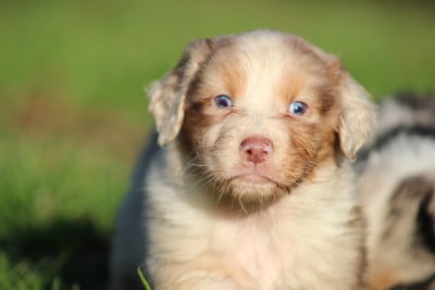 Les chiots de Berger Australien
