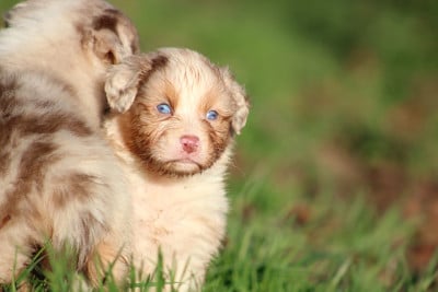 Les chiots de Berger Australien