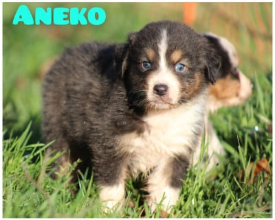 Les chiots de Berger Australien