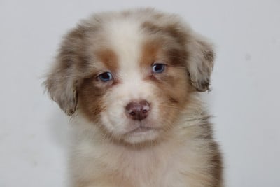 Les chiots de Berger Australien