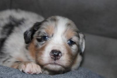 Les chiots de Berger Australien