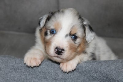 Les chiots de Berger Australien