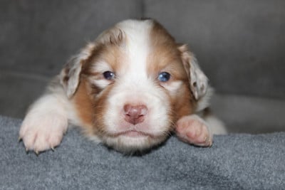Les chiots de Berger Australien
