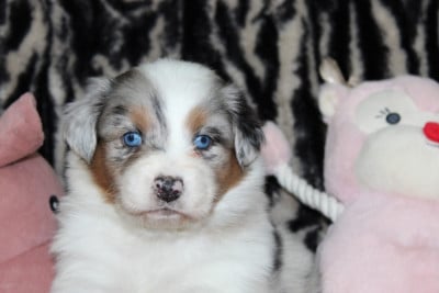 Les chiots de Berger Australien