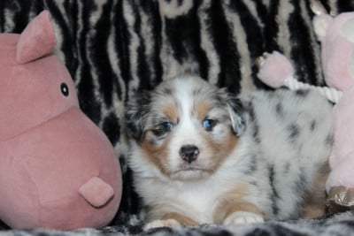 Les chiots de Berger Australien