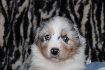 Les chiots de Berger Australien