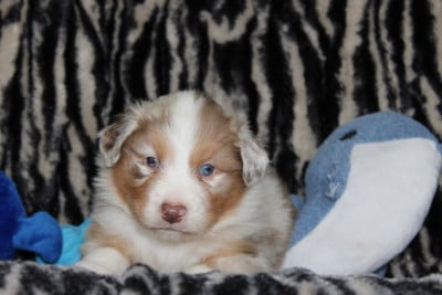 Les chiots de Berger Australien